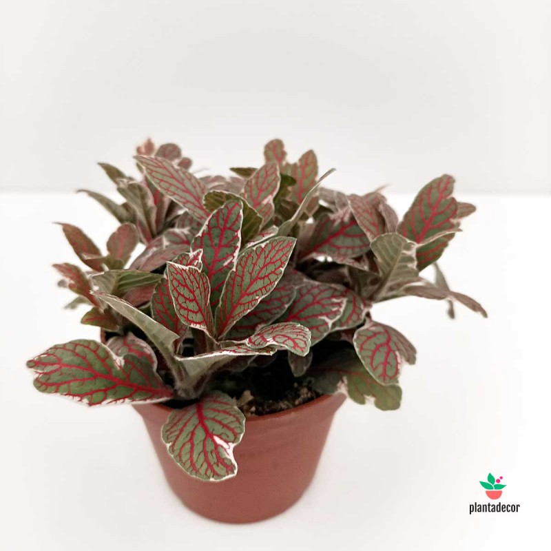 Fittonia Agryroneura cv. Grey Sensation "Red Leaves"