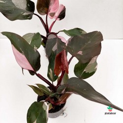 Philodendron "Pink Princess" - Rosa - M-9