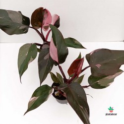 Philodendron Princess" - Rosa