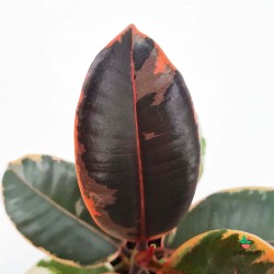 Ficus Elastica Belize Ruby
