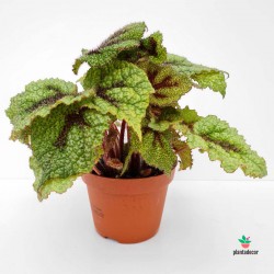 Begonia Riber|Plantadecor