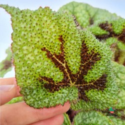 Begonia Riber|Plantadecor