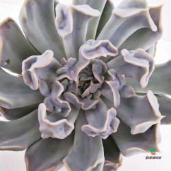 Echeveria Lilacina "Thriller Pearl" Plant