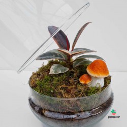 Kit terrario. Ficus Elastica Belize Ruby "Mini" en cúpula grande de cristal