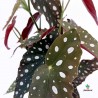 Begonia Maculata M-12