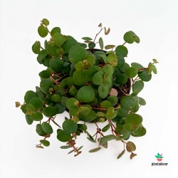 Peperomia Pepperspot M-11