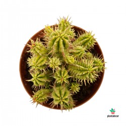 Euphorbia Aggregata f. Variegata