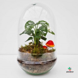 Kit terrário. Monstera Obliqua/Adansonii-Leiichtlinil "Mini" em cúpula de vidro