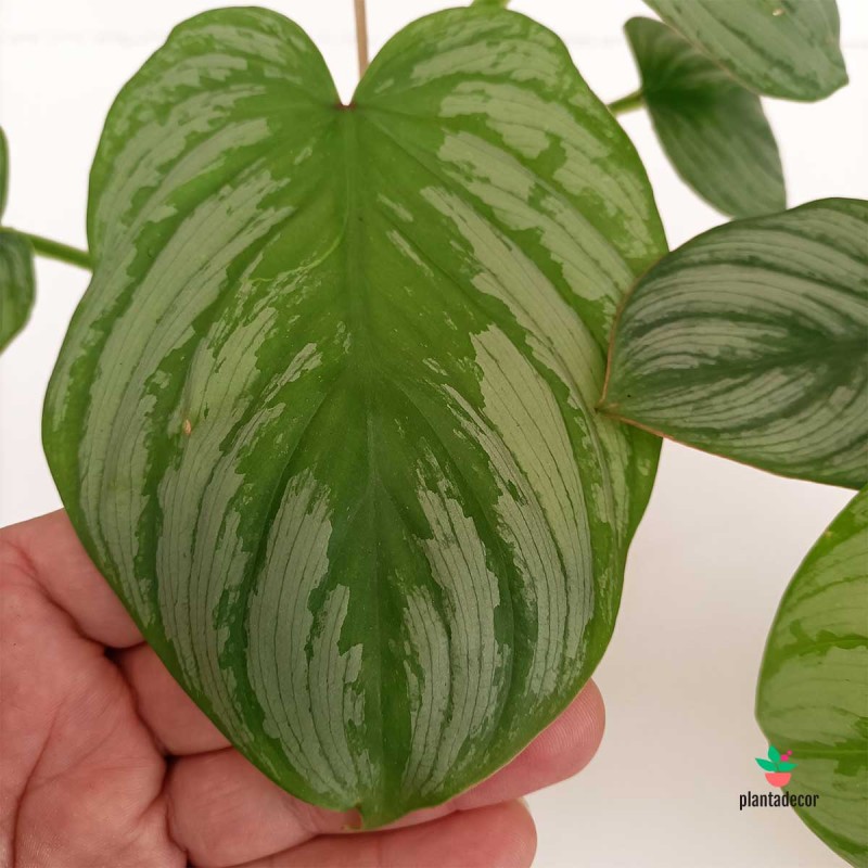 Philodendron Mamei 'Silver Cloud'
