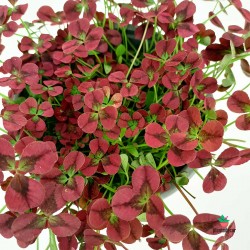 Trifolium Repens Purpurascens