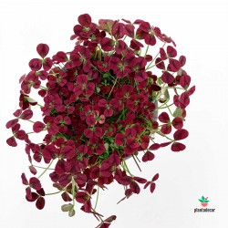 Comprar Trifolium Repens Purpurascens