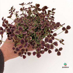 Trifolium Repens Atropurpureum
