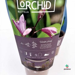 Orquídea de Jardin Bletilla Striata Mix