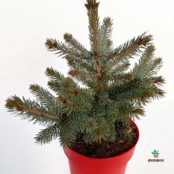 Picea Pungens