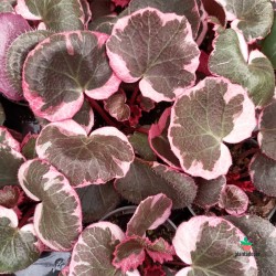 Saxifraga Stolonifera "Tricolor" Pink