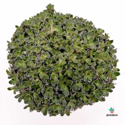 Saxifraga Paniculata