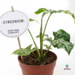 Rare Plant Syngonium