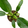 Philodendron Martianum "Pacova"