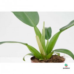 Philodendron Pacova Green