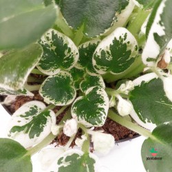 Comprar Streptocarpus secta. Saintpaulia 'Snowdrop'