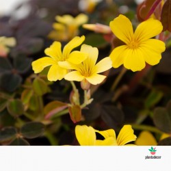 Oxalis Vulcanicola Sarma Bora comprar