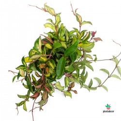 Hoya Carnosa Tricolor grande