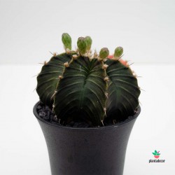 cactus hibrido