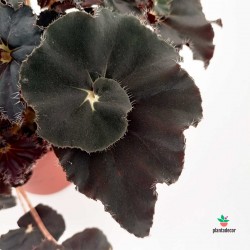 Begonia  'Dark Mambo'