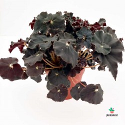Comprar Begonia Rex 'Dark Mambo'