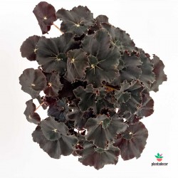 Begonia Rex 'Dark Mambo' Negra