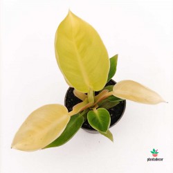 Philodendron 'Malay Gold' M-5,5