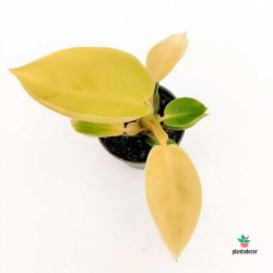 Cuidados Philodendron 'Malay Gold'