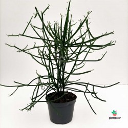 Euphorbia Turicalli