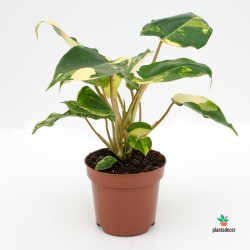 Philodendron Burle-Marx Variegado