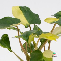 Comprar Philodendron Burle-Marx Variegado