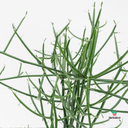 Euphorbia Turicalli online
