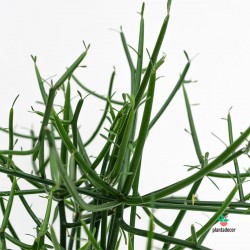 Euphorbia Turicalli cuidados