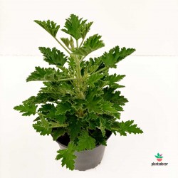 Pelargonium Citrodorum