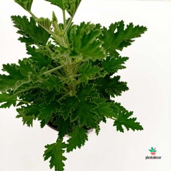 Pelargonium Citrodorum Comprar
