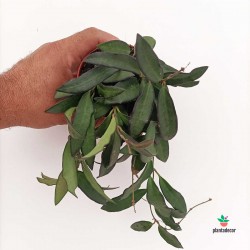 Planta Hoya
