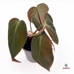 Philodendron Scandens Micans M-6