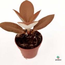 Kalanchoe Orgyalis "Brown" Mini