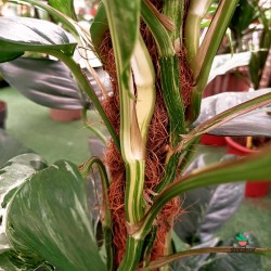 Miniplanta Epipremnum Pinnatum Variegata