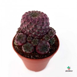 Cactus Sulcorebutia Purple