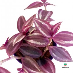 Tradescantia Zebrina 'Purple Passion'