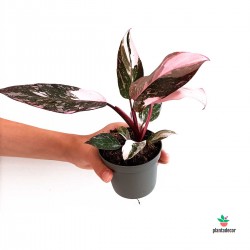 Philodendron Pink Princess "Marble"