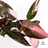 Philodendron Pink Princess "Marble"