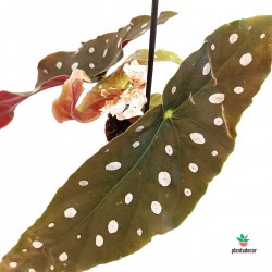 Begonia Maculata "Mini"