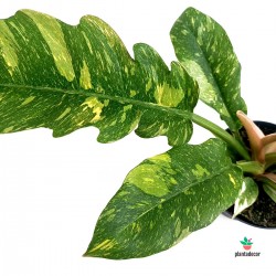 Philodendron "Ring of Fire" Variegata