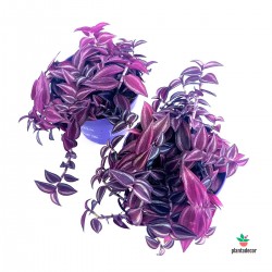 Tradescantia Zebrina 'Purple Passion' M-12